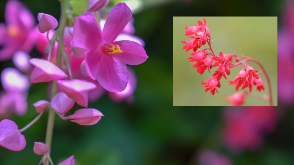 Coral bells shaped flowers