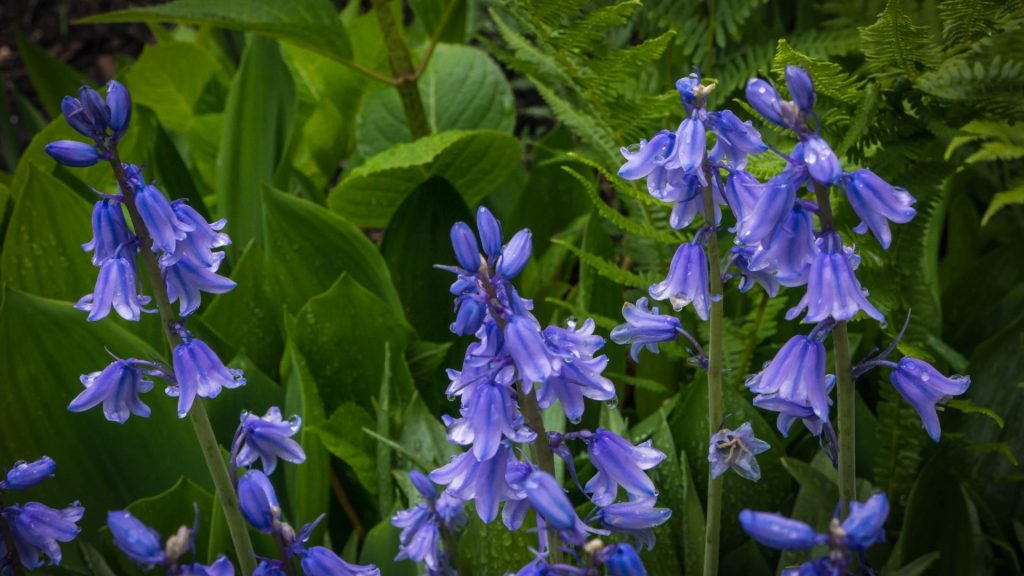 Desert Bluebells bell shaped flowers