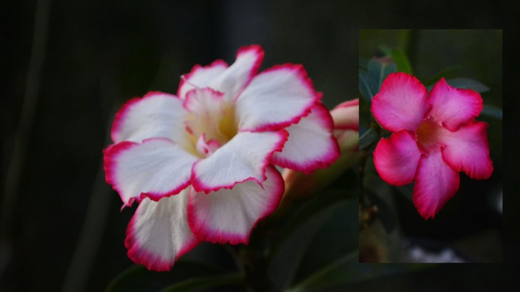 star shaped flower Desert Rose (Adenium obesum)