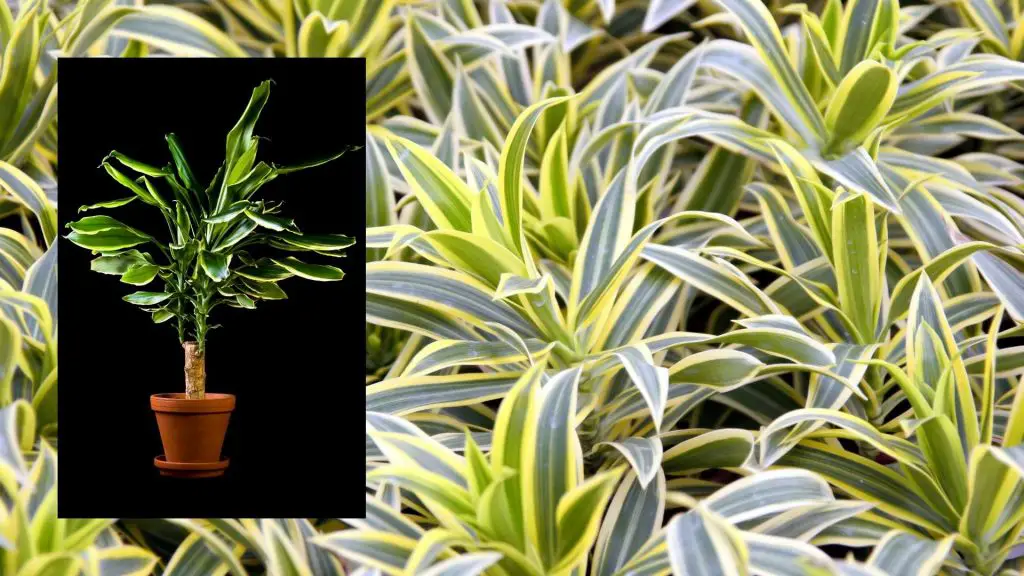 Dracaena indoor plant