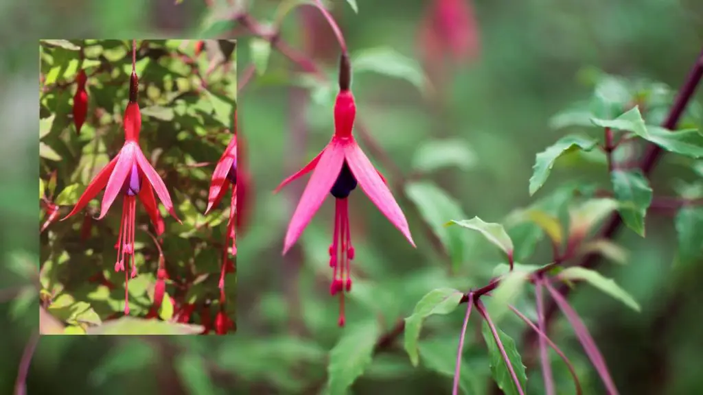 Fuchsia bell shaped flowers