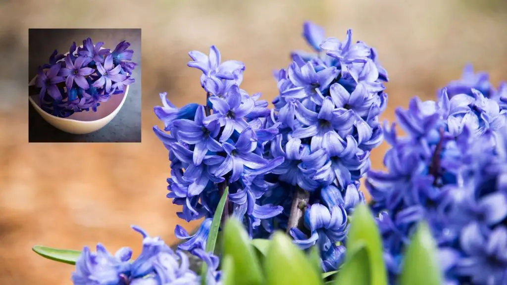 Hyacinth bell shaped flowers
