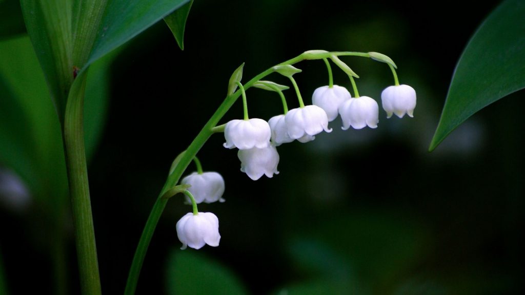 Lily Of The Valley bell shaped flowers