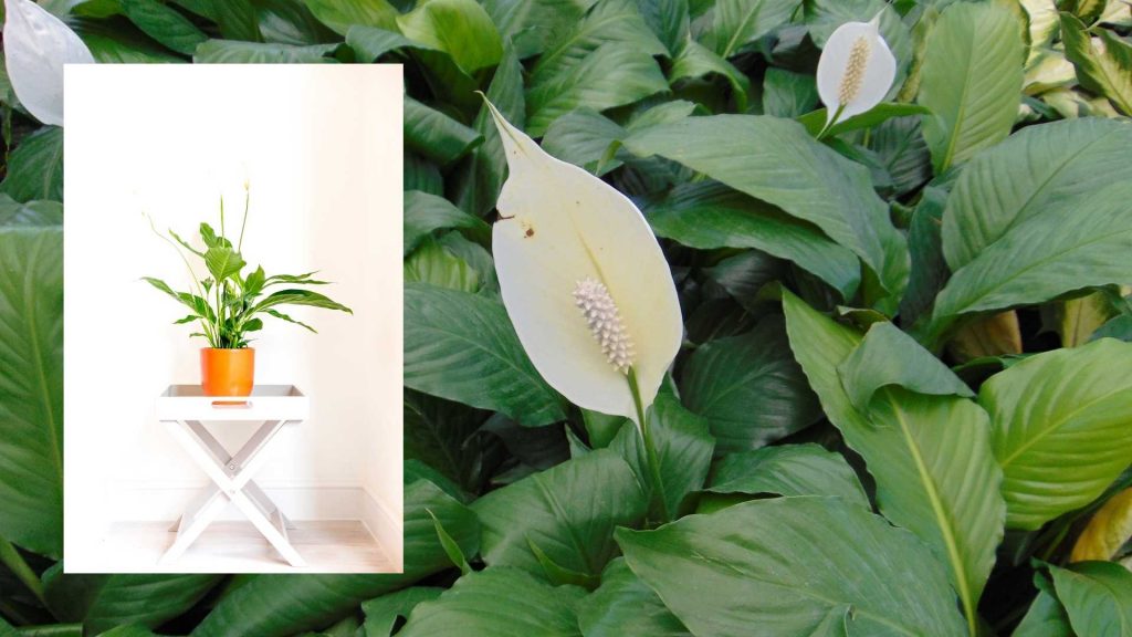 Peace Lily indoor plant