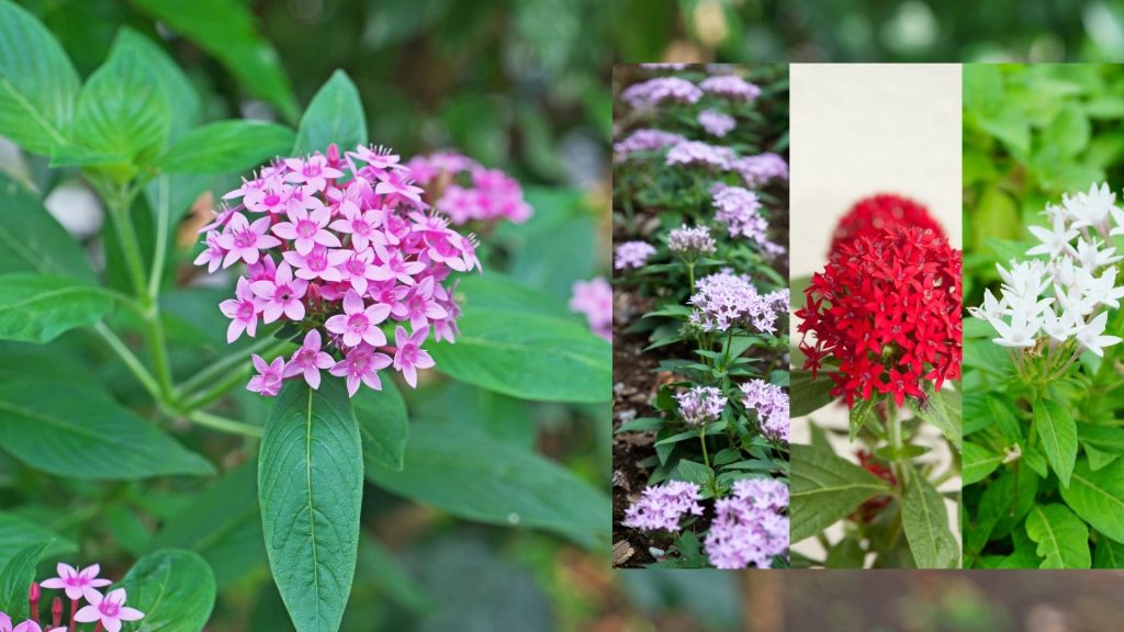 star shaped flower Pentas (Pentas lanceolata)