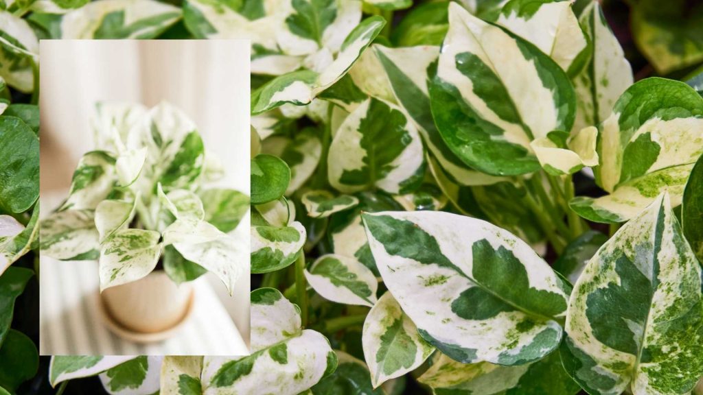 Pothos desk plant