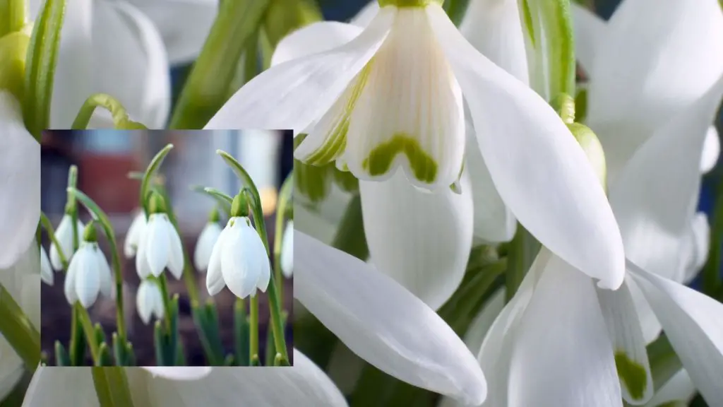 Snowdrops bell shaped flowers