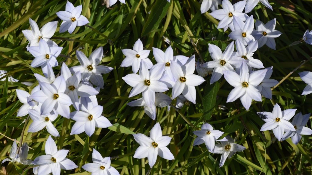 star shaped flower Spring Starflower (Ipheion uniflorum)