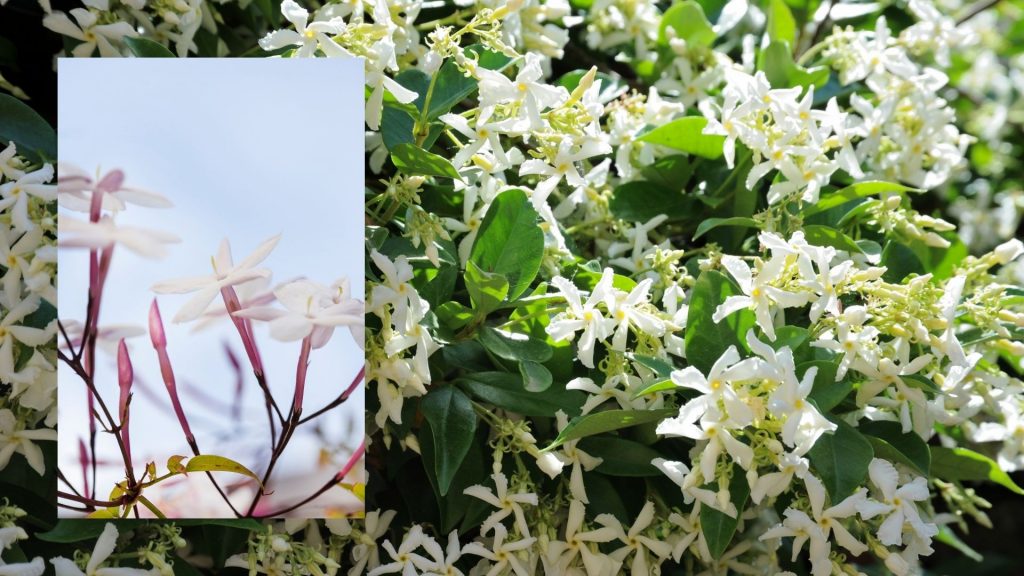 star shaped flower Star Jasmine (Trachelospermum jasminoides)