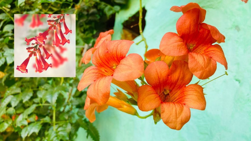 Trumpet Vine bell shaped flowers