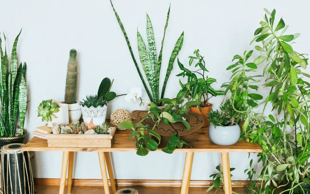 plants that don’t need drainage, to grow indoor or in office.