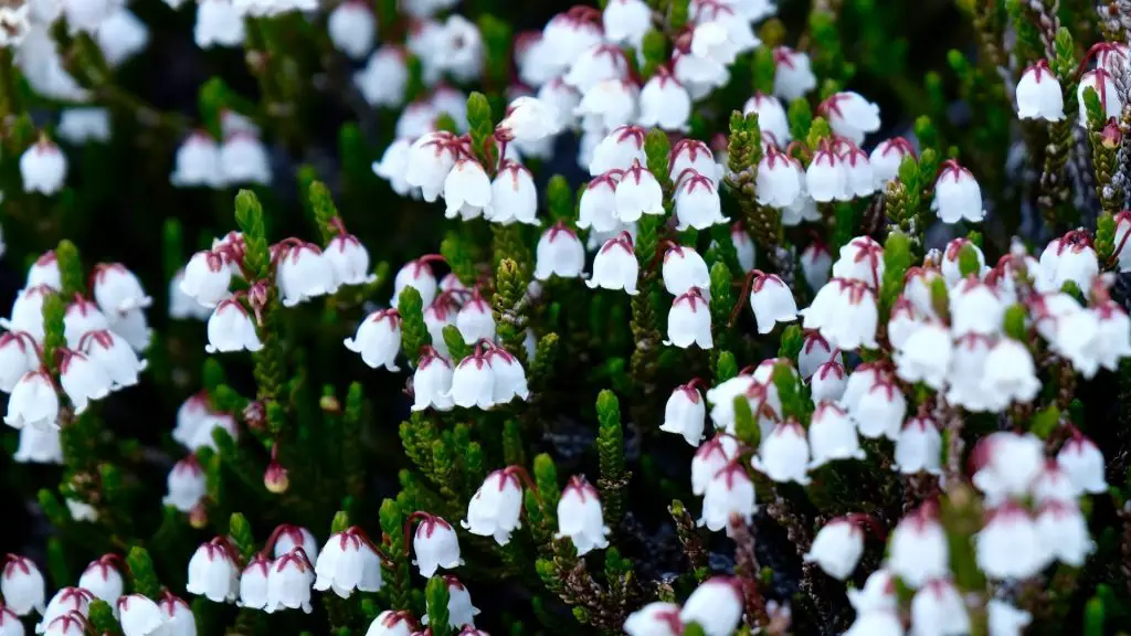 White Mountain Heather bell shaped flower