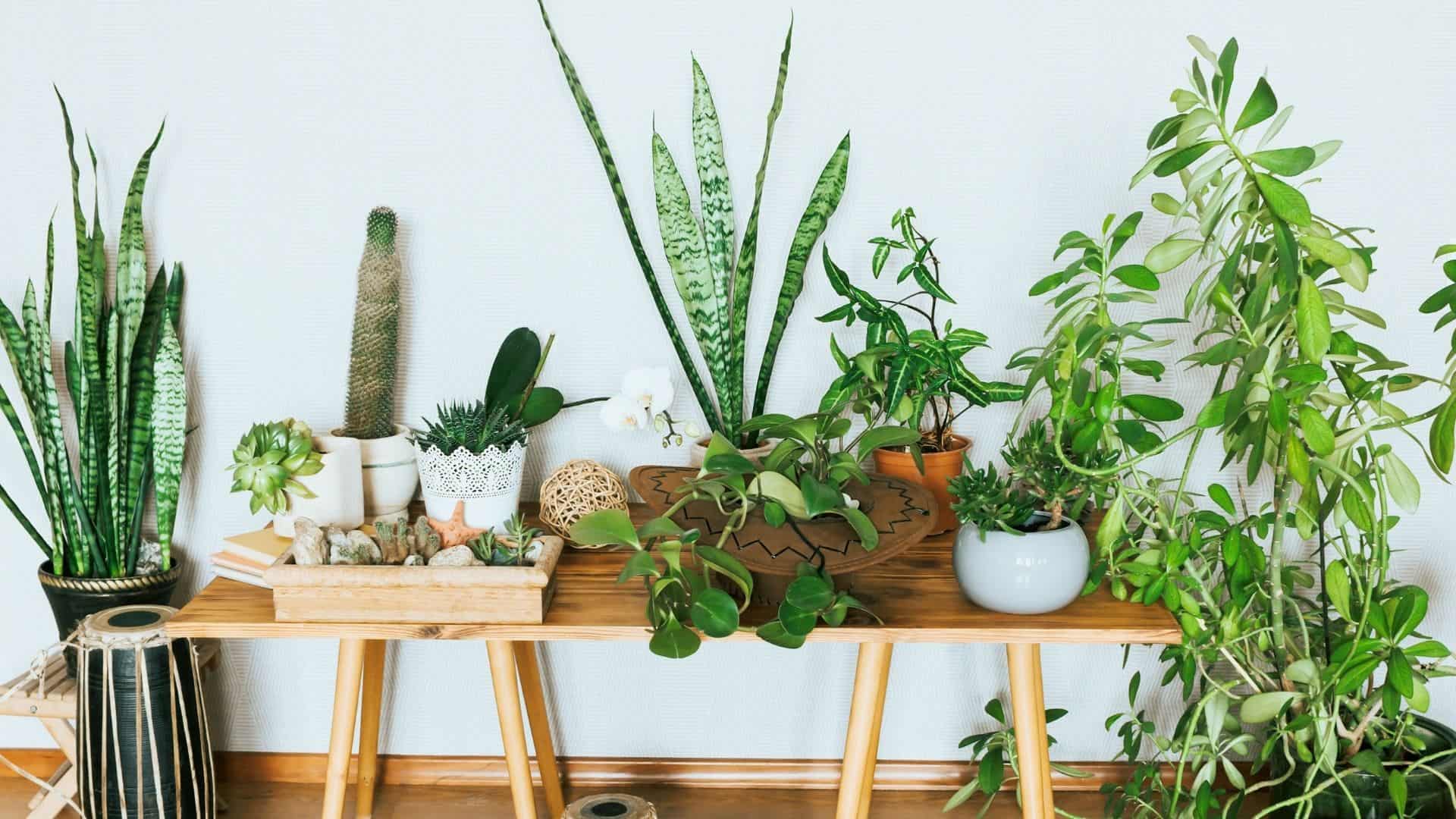 all the plants that can grow without drainage presented in a desk indoors