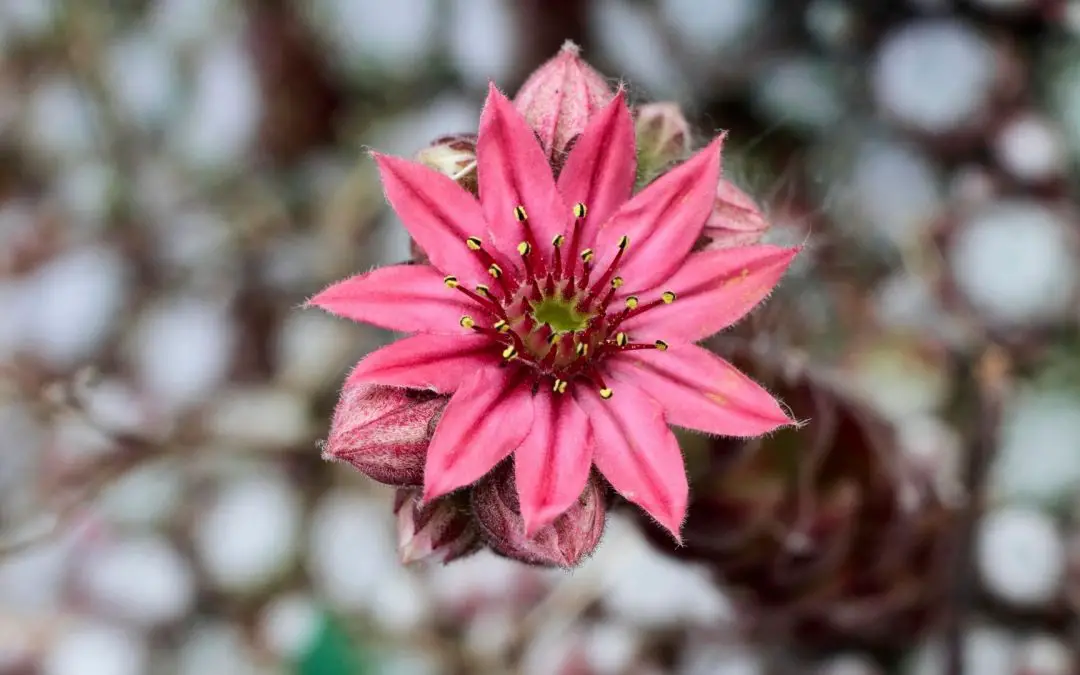 Plants with star shaped flowers