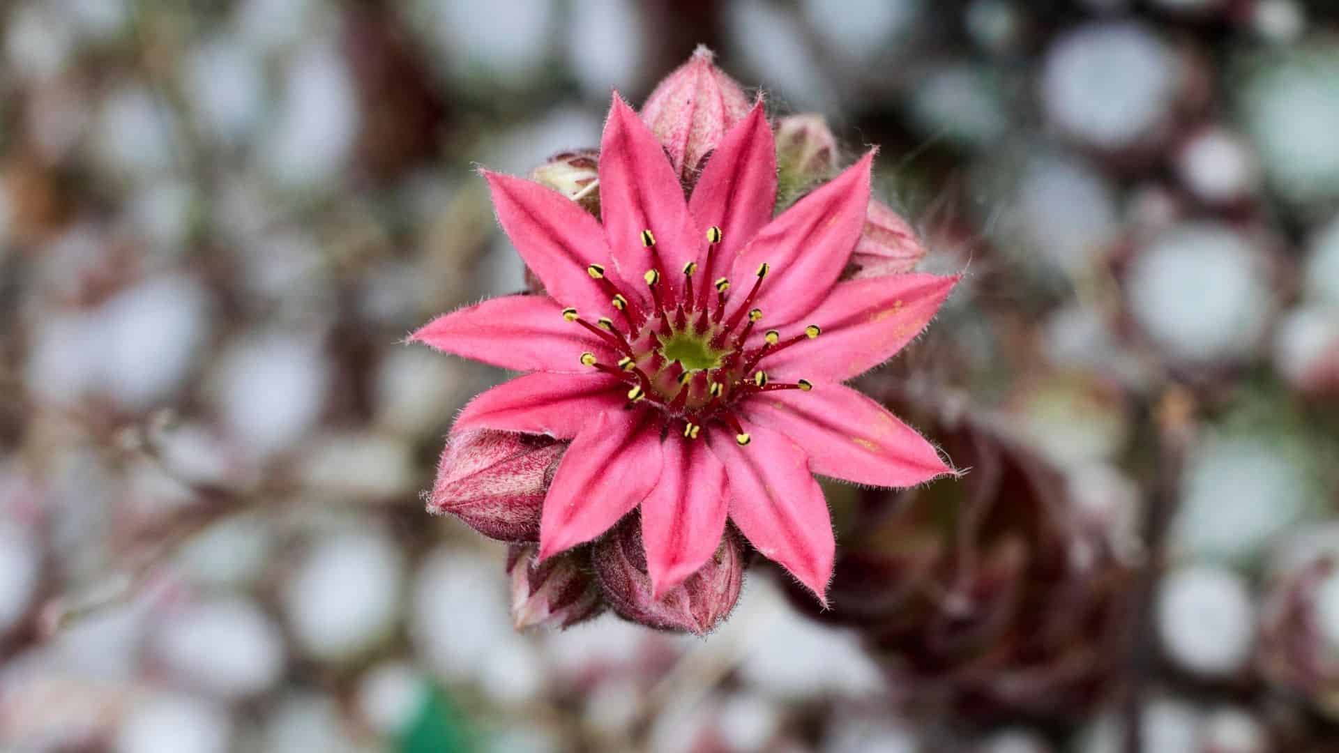 star shaped flower